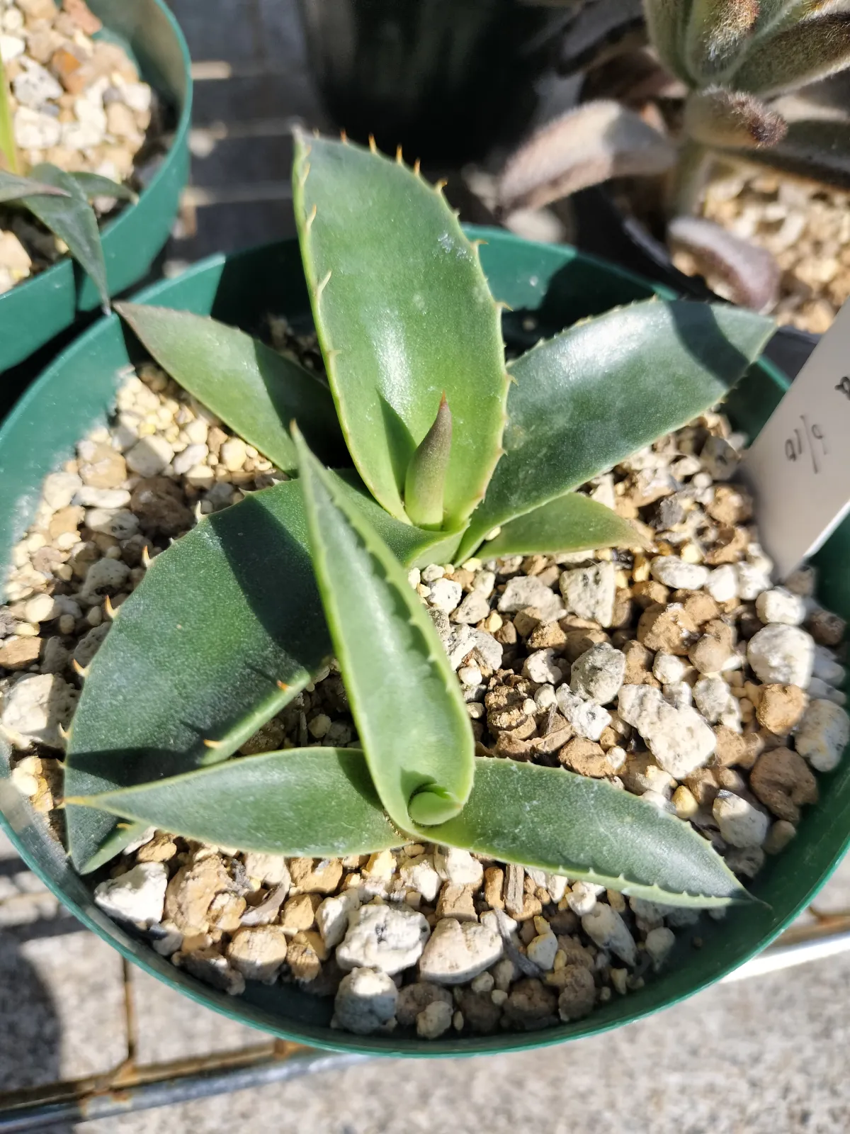 Agave montana (アガベ モンタナ)