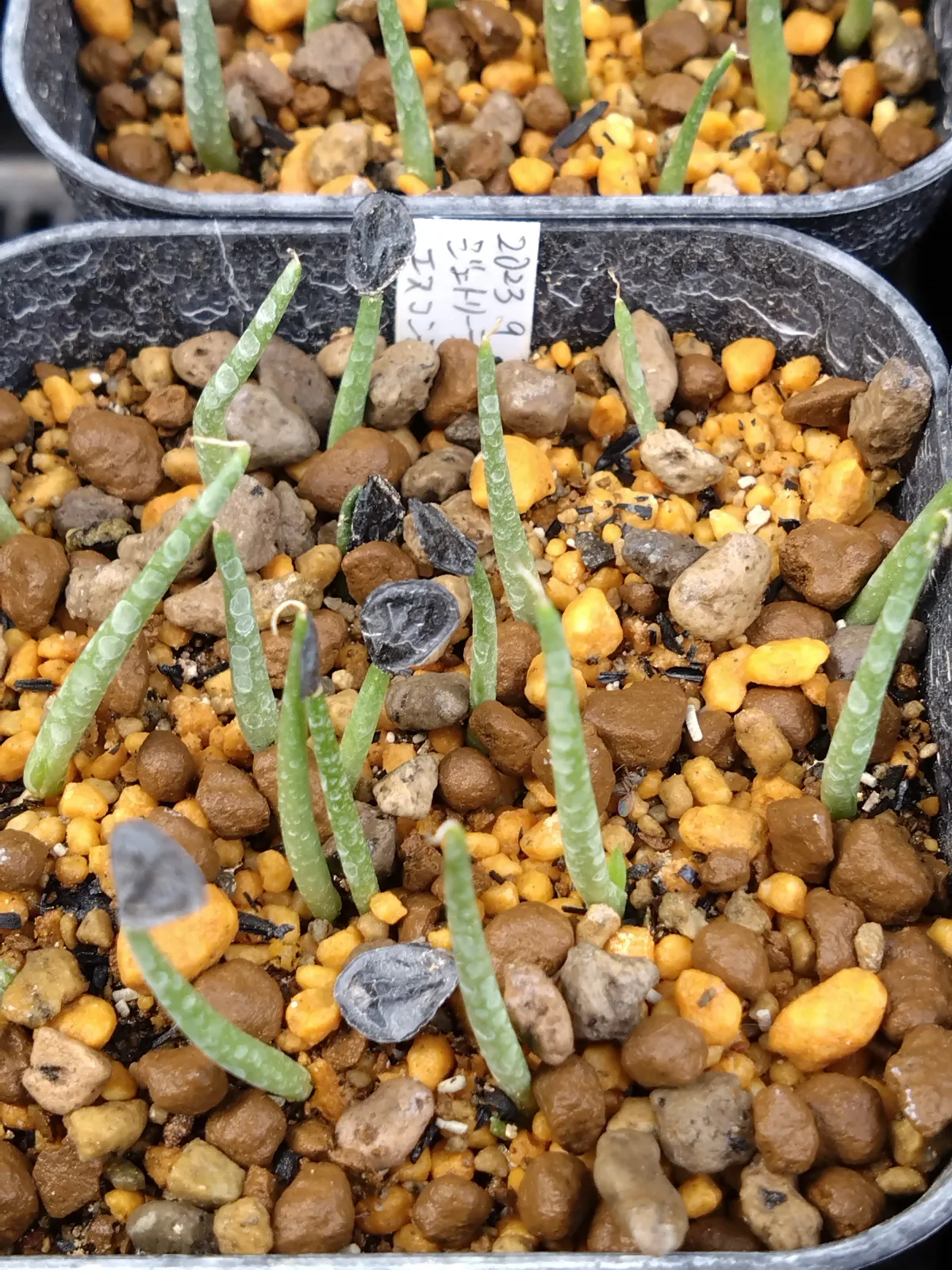 Agave gentryi La Escondida (アガベ ジェントリー ラ・エスコンディーダ)