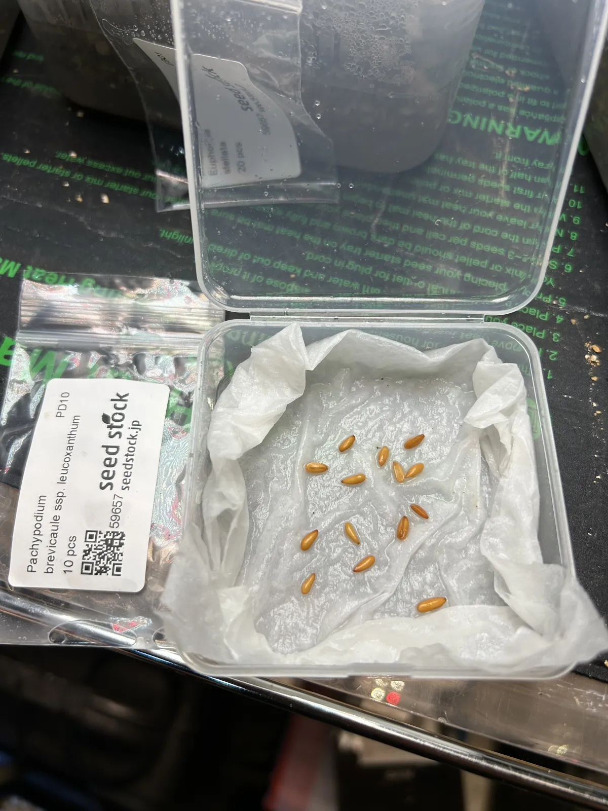 Pachypodium brevicaule subsp. leucoxanthum (パキポディウム レウコキサンツム)