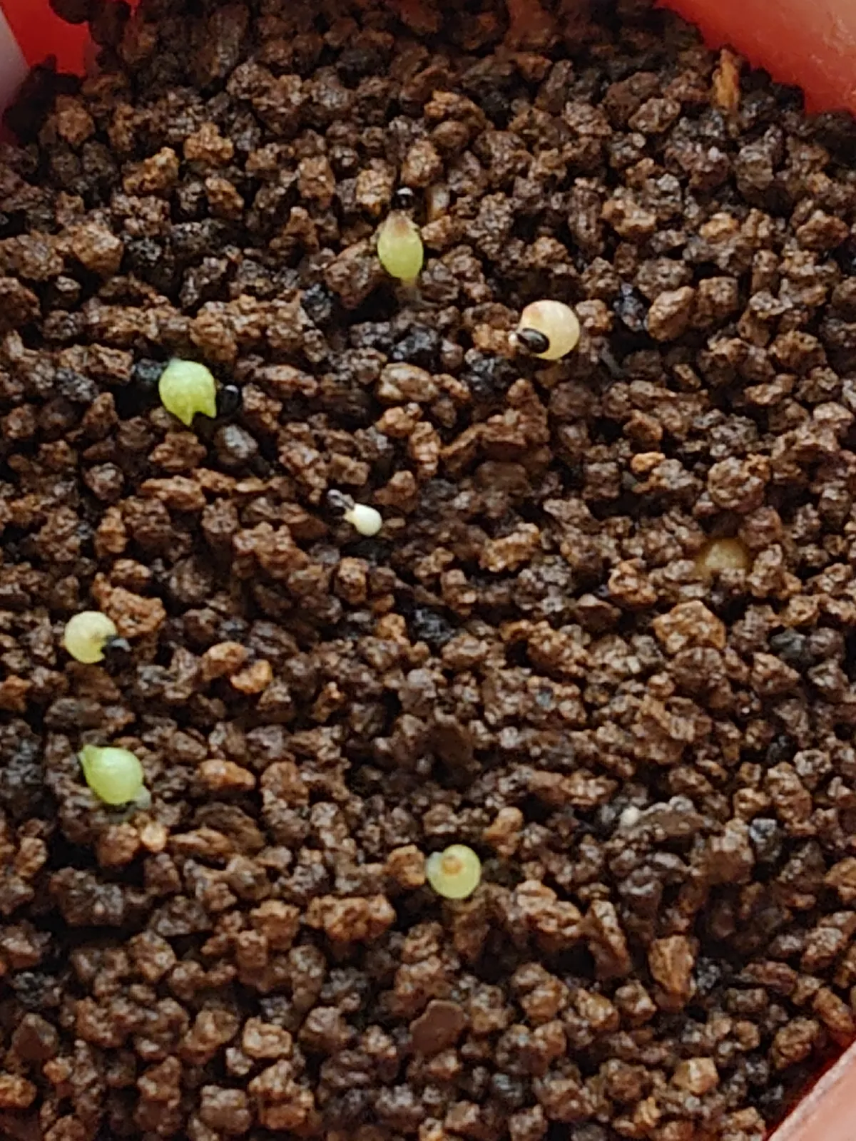 Copiapoa hypogaea Lizard Skin (コピアポア リザードスキン)