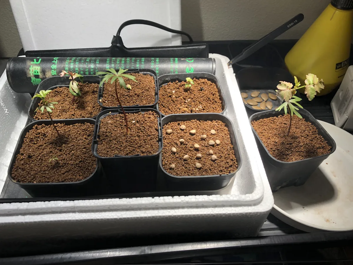 Bursera fagaroides (ブルセラ ファガロイデス)