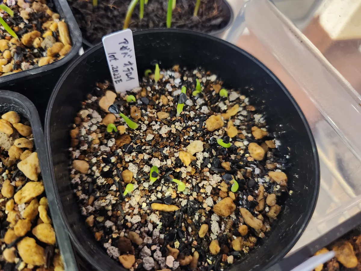 Agave oteroi (アガベ オテロイ)