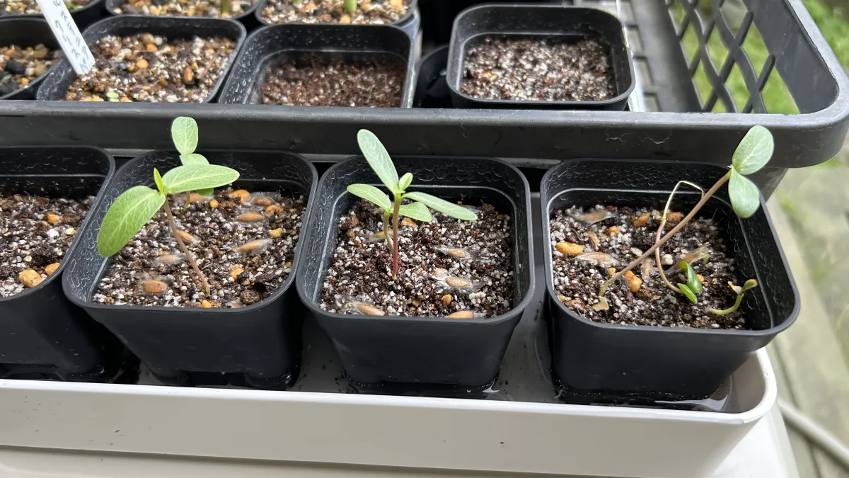 Fouquieria formosa (フォークイエリア フォルモサ)