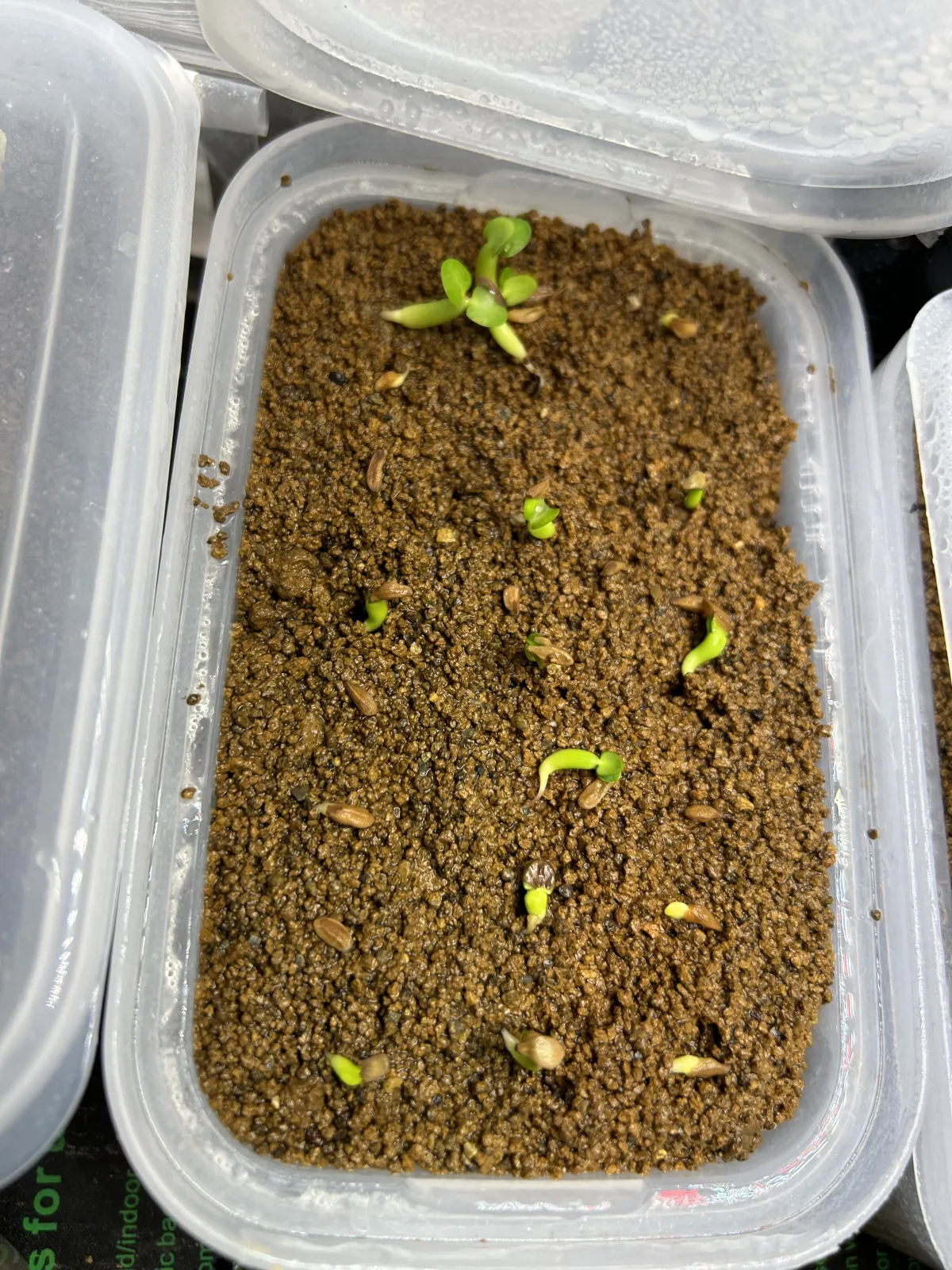 Pachypodium succulentum (パキポディウム サキュレンタム 天馬空)