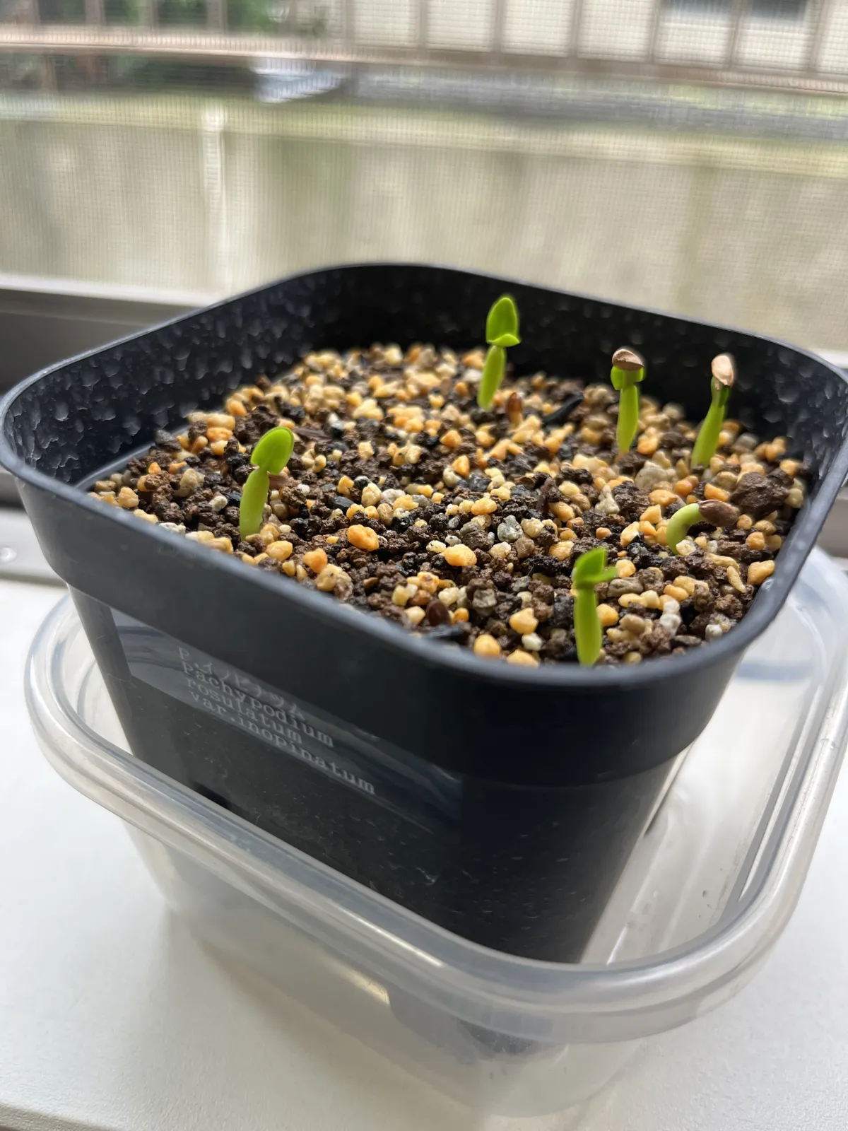 Pachypodium rosulatum var. inopinatum (パキポディウム イノピナツム)