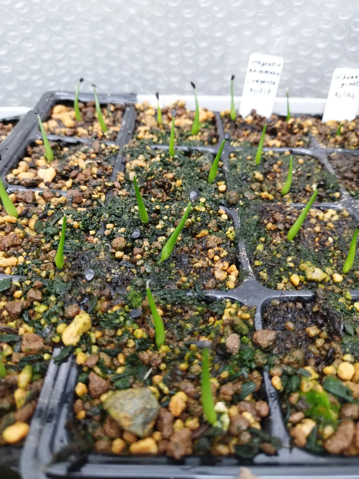 Agave utahensis var. nevadensis 'Compacta' (アガベ ネバデンシス コンパクタ)