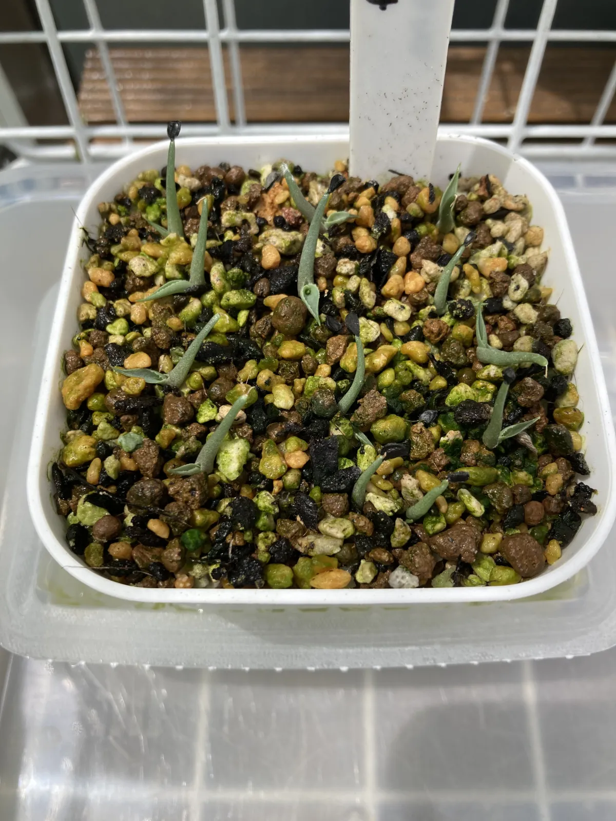 Agave vilmoriniana (アガベ ビルモリニアナ)