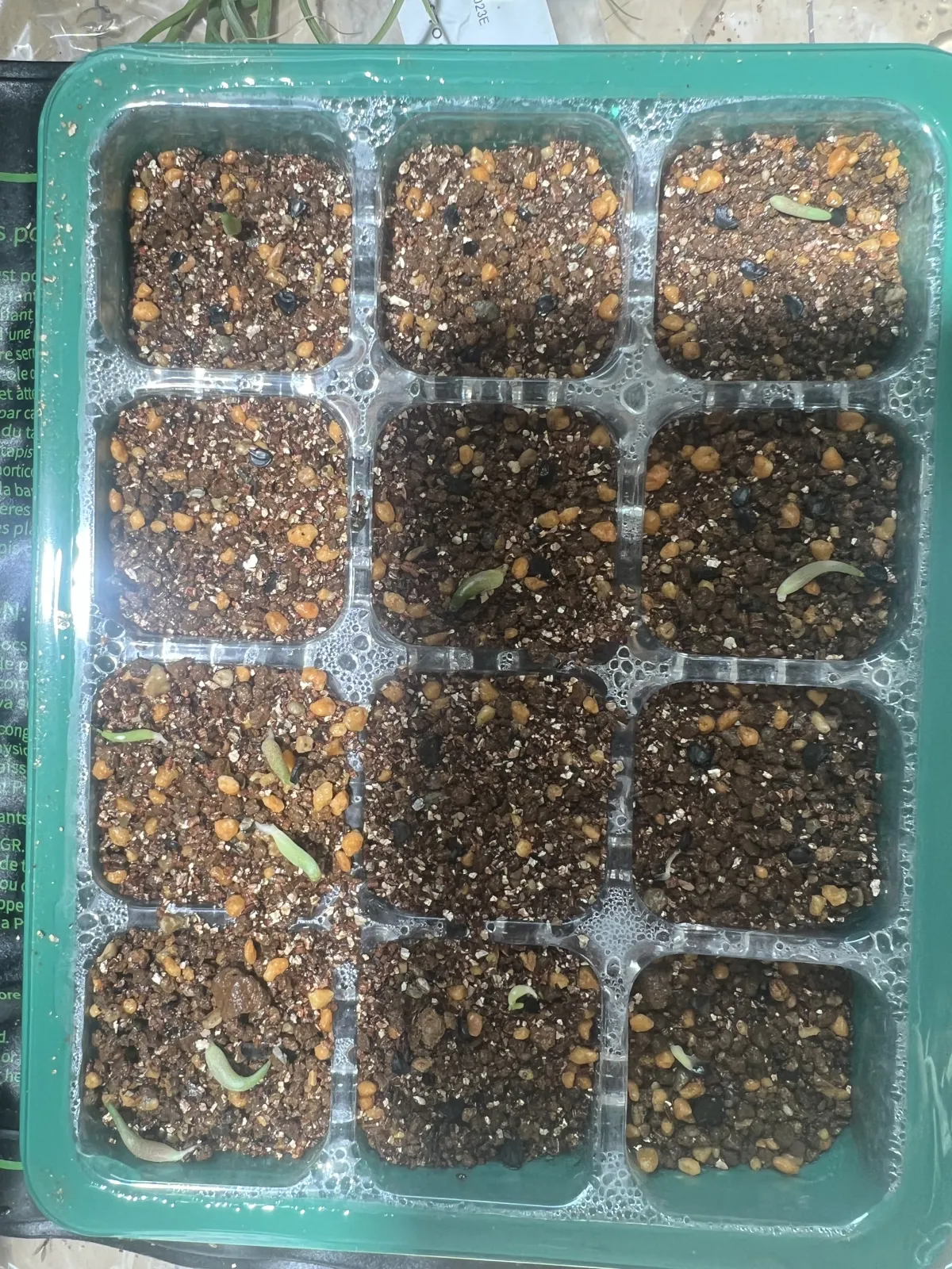 Agave oteroi (アガベ オテロイ)