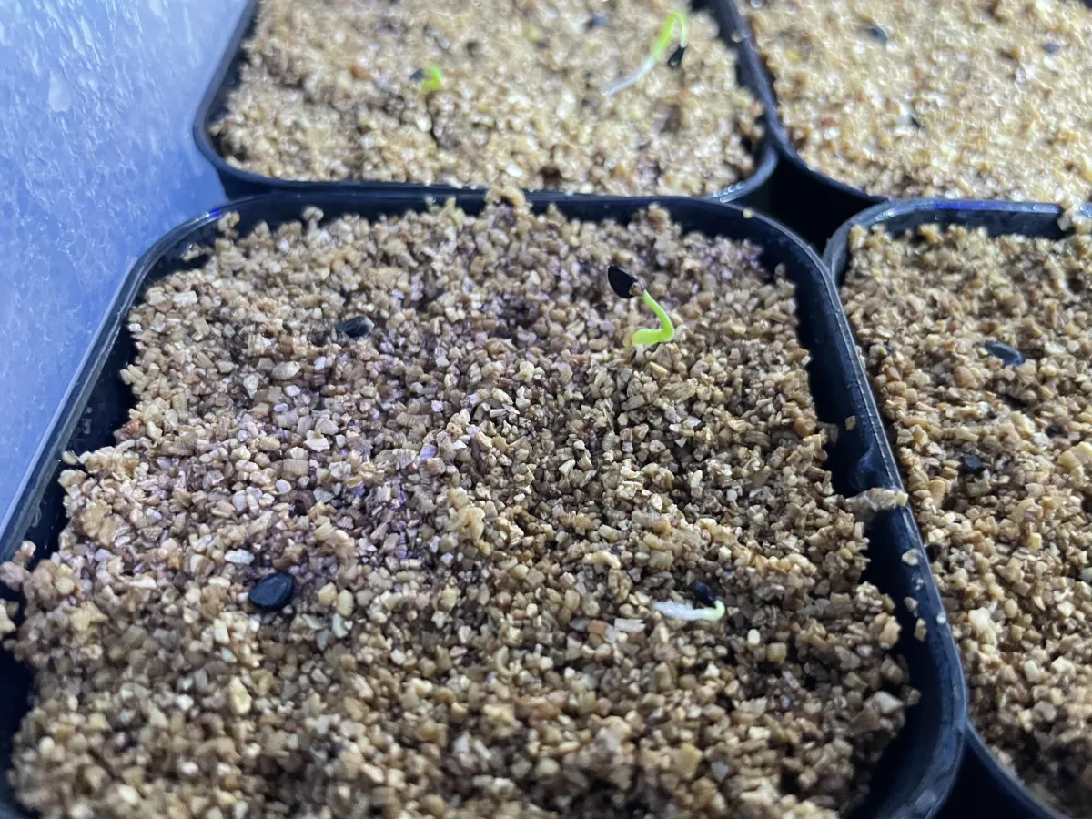 Agave utahensis var. eborispina (アガベ エボリスピナ)