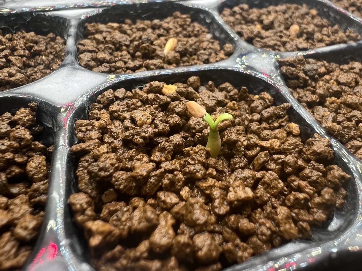 Pachypodium rosulatum var. gracilius (パキポディウム グラキリス)