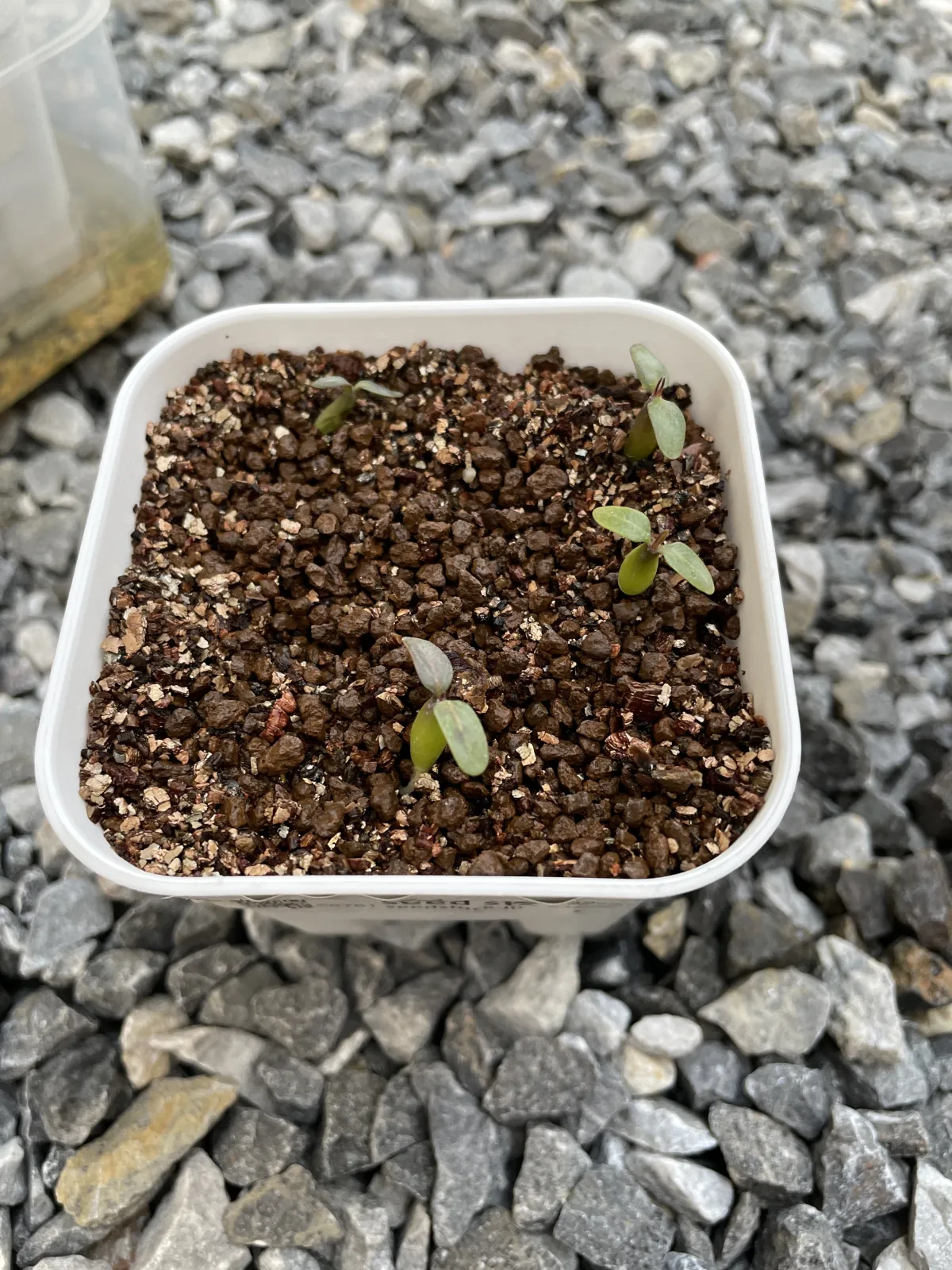 Pachypodium horombense (パキポディウム ホロンベンセ)