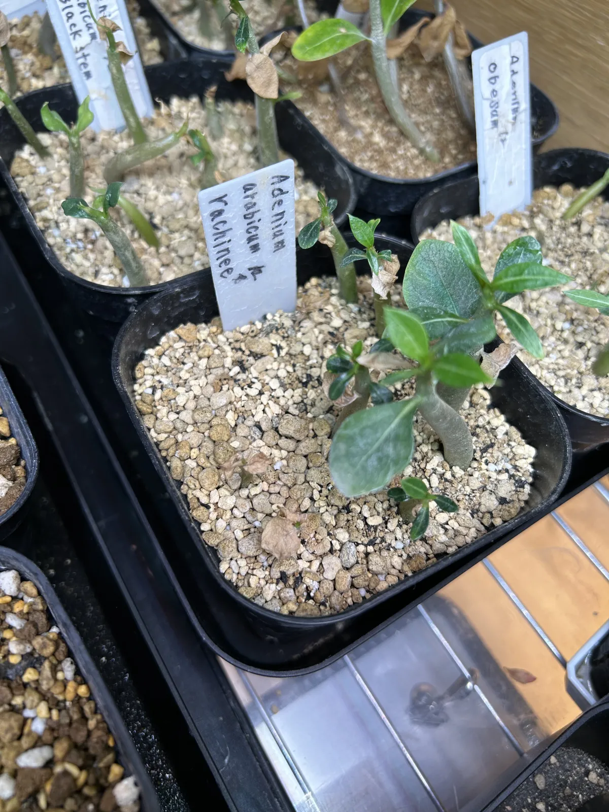 Adenium arabicum Rashiny (アデニウム アラビカム ラシニー)