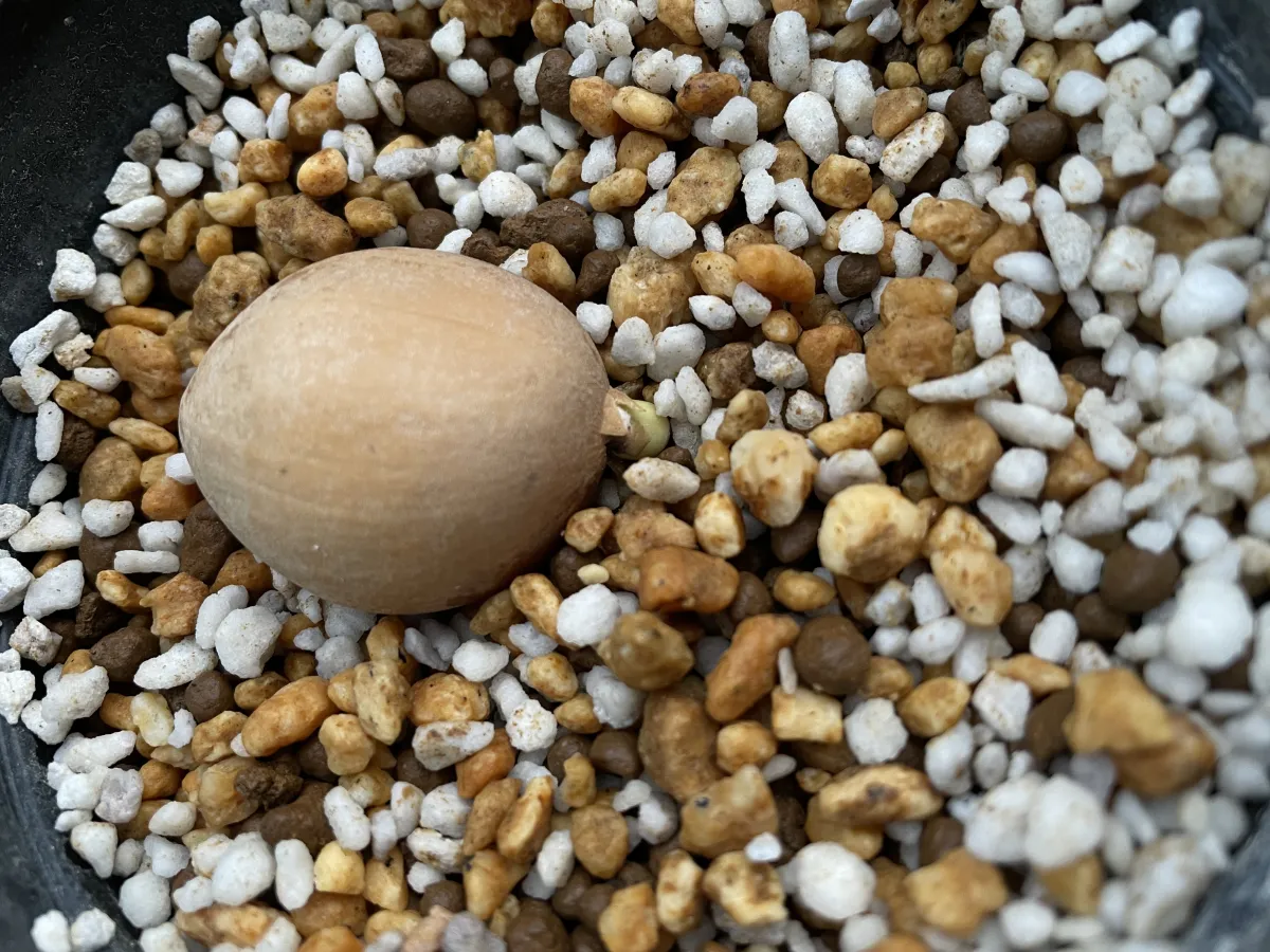 Dioon califanoi (ディオーン カリファノイ)