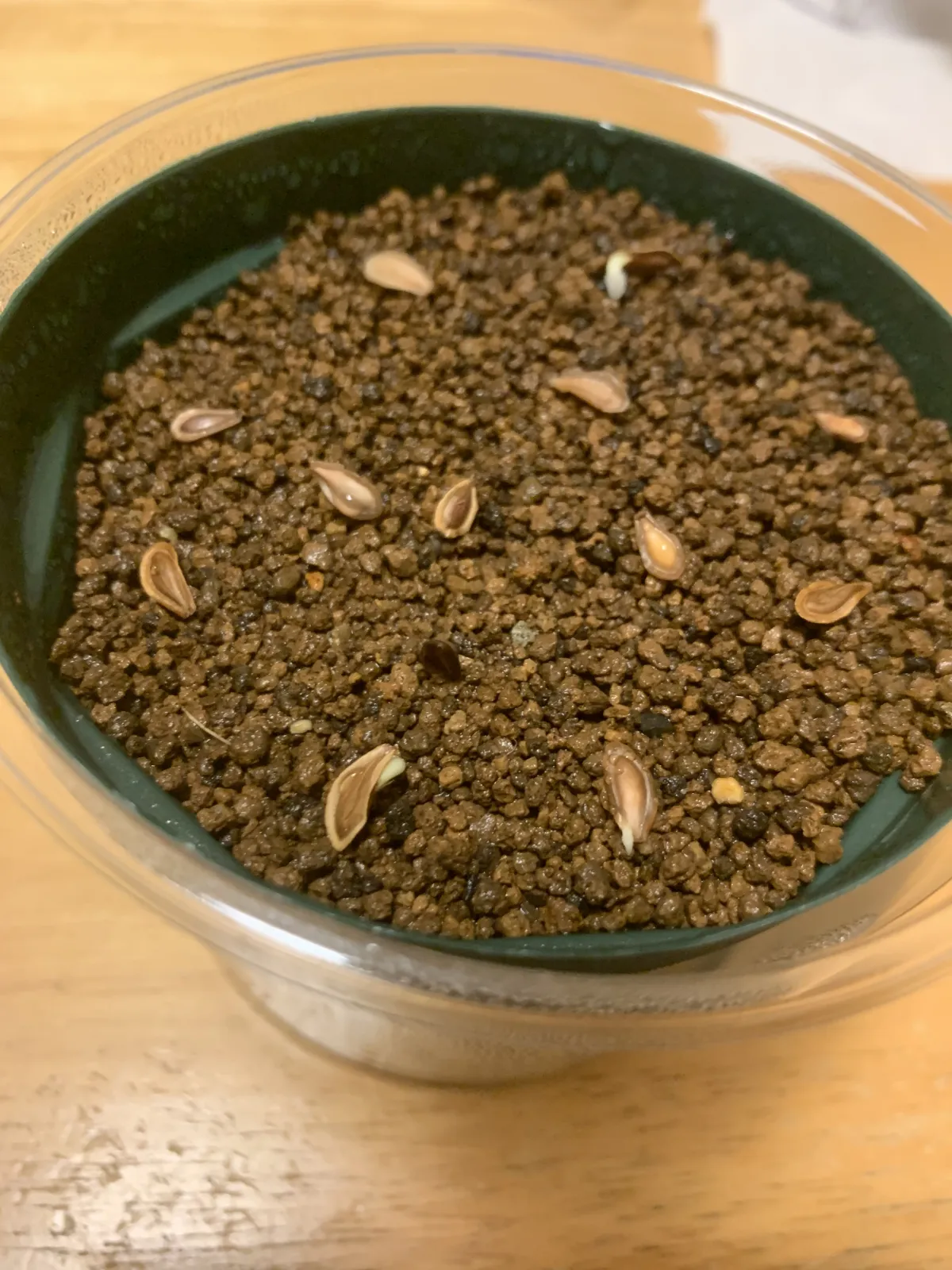 Hoodia gordonii (フーディア ゴルドニー)