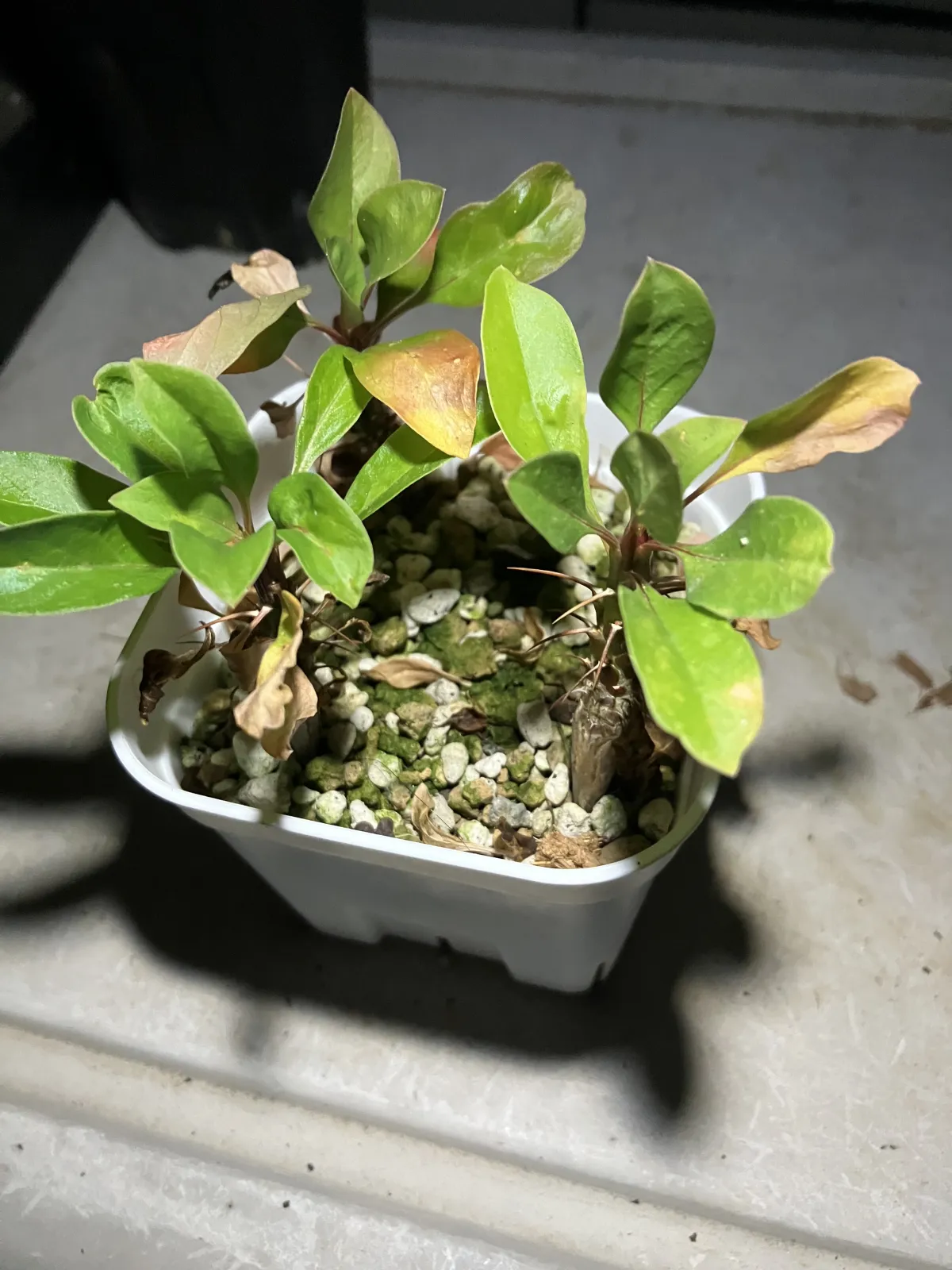 Fouquieria formosa (フォークイエリア フォルモサ)