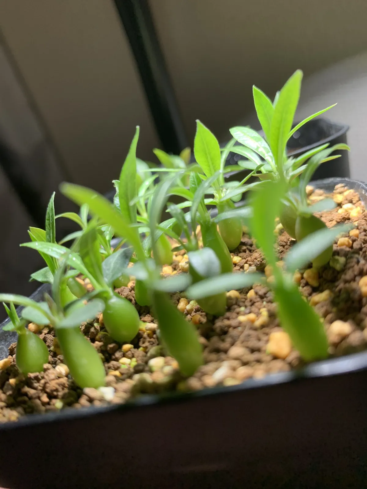 Pachypodium horombense (パキポディウム ホロンベンセ)