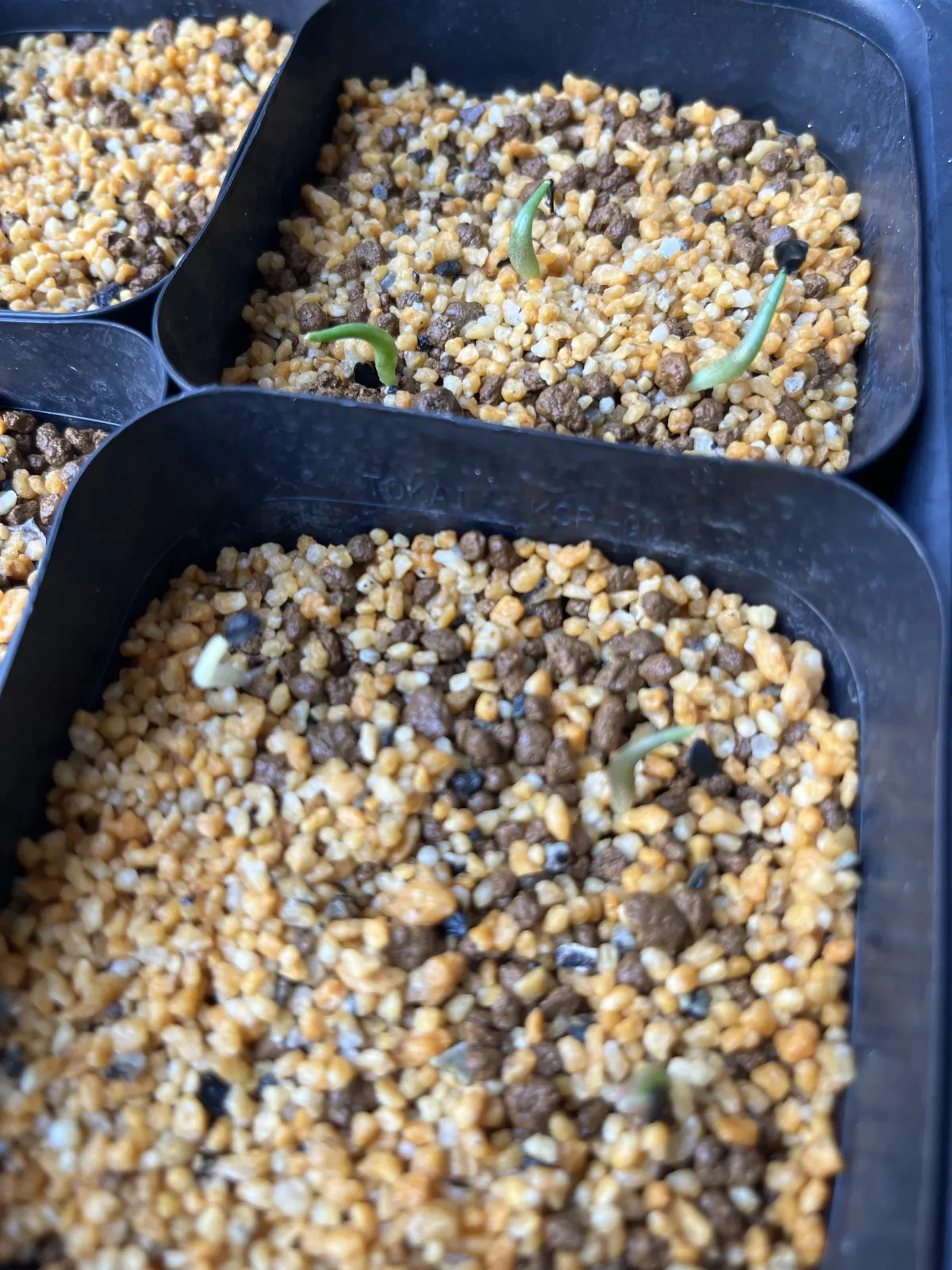 アガベバオンベオマケで頂いた