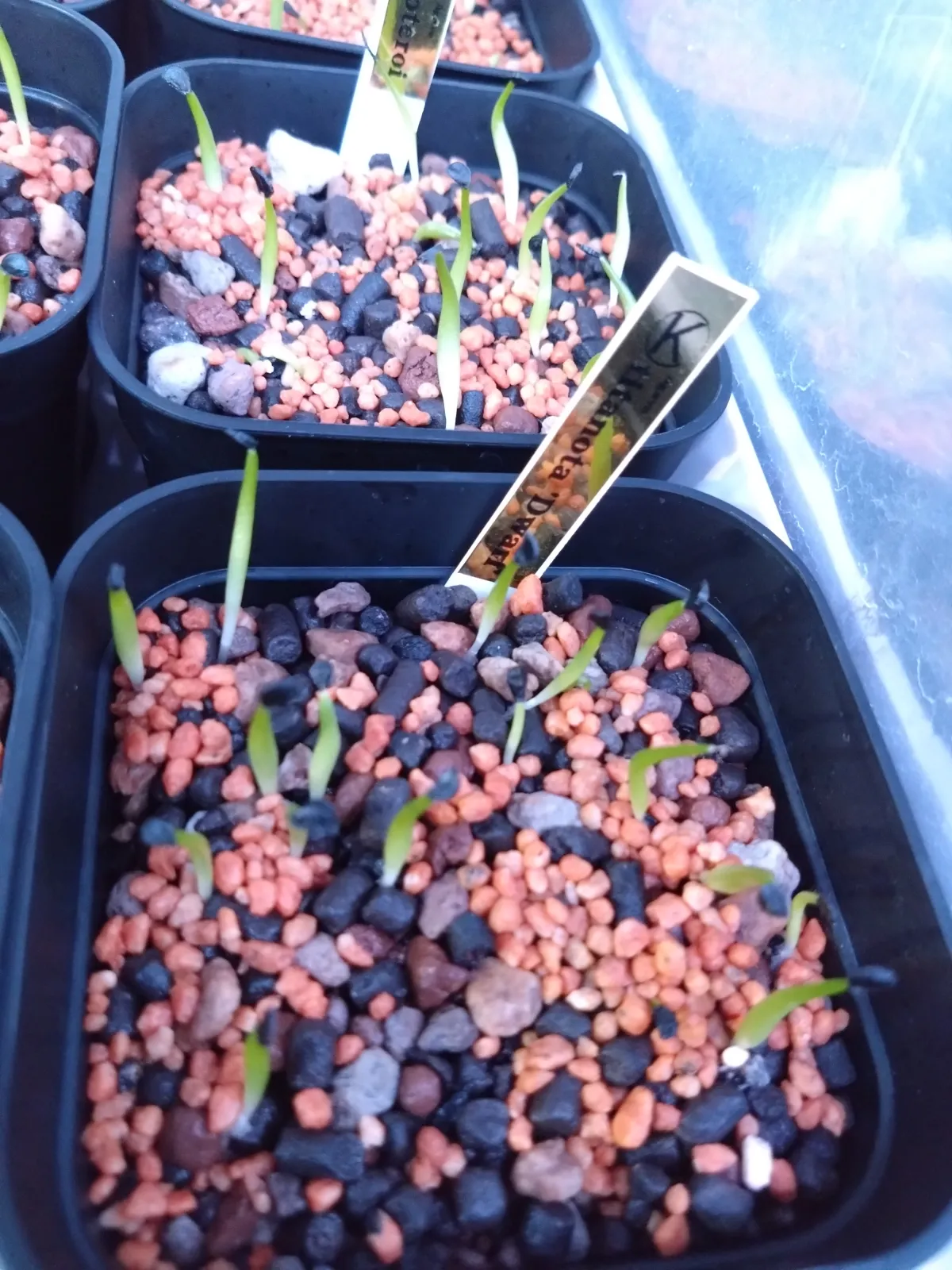 Agave titanota (アガベ チタノタ ドワーフ)