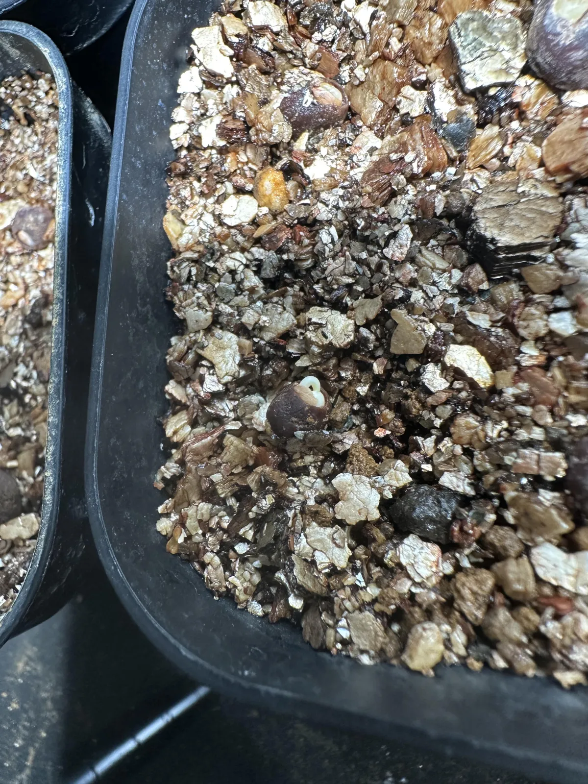 Operculicarya pachypus (オペルクリカリア パキプス2025D)