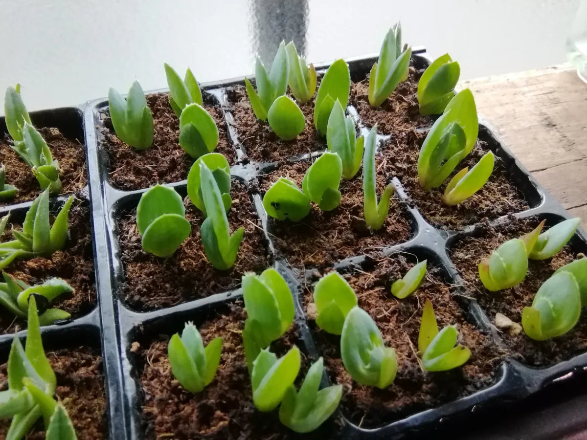 Aloe peglerae (アロエ ペグレラエ)