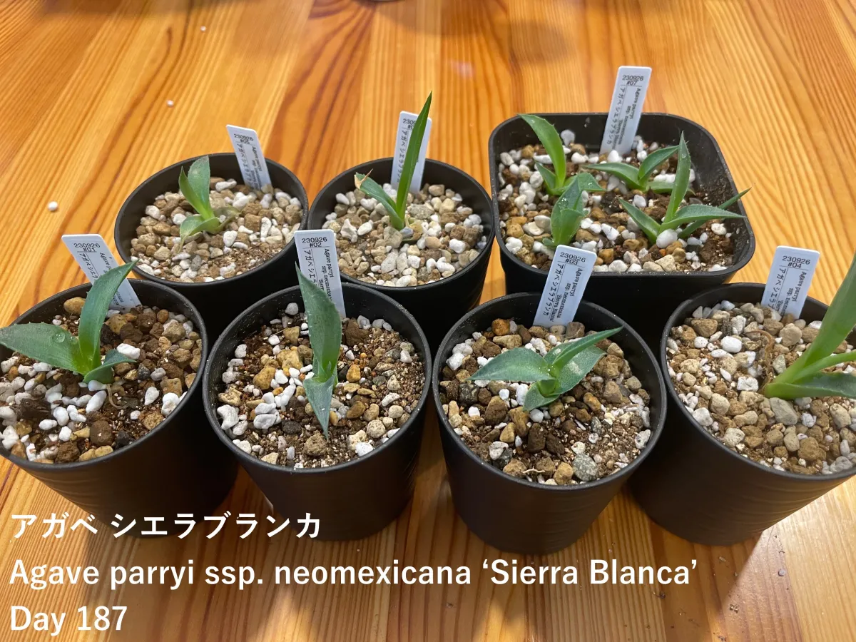 Agave parryi ssp. neomexicana 'Sierra Blanca' (アガベ ネオメキシカーナ シエラブランカ)