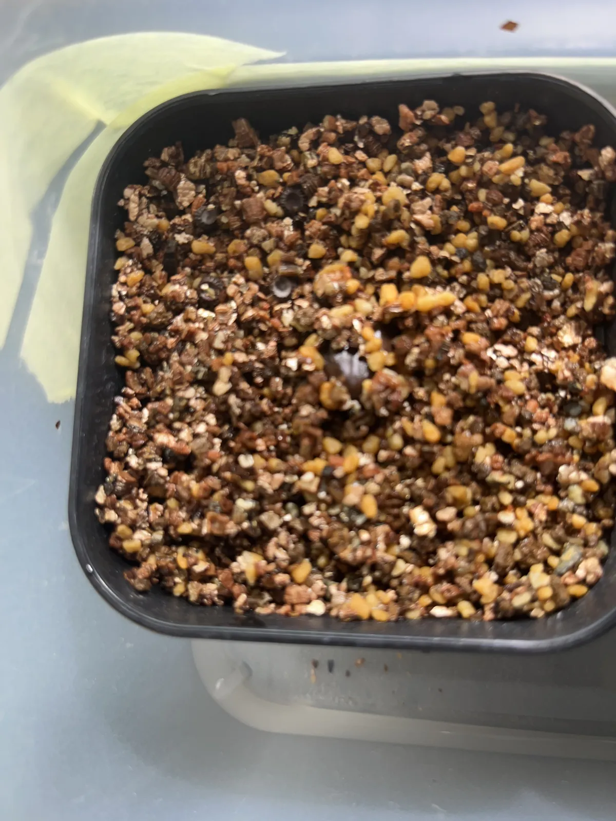 Stephania tetrandra (ステファニア テトランドラ)