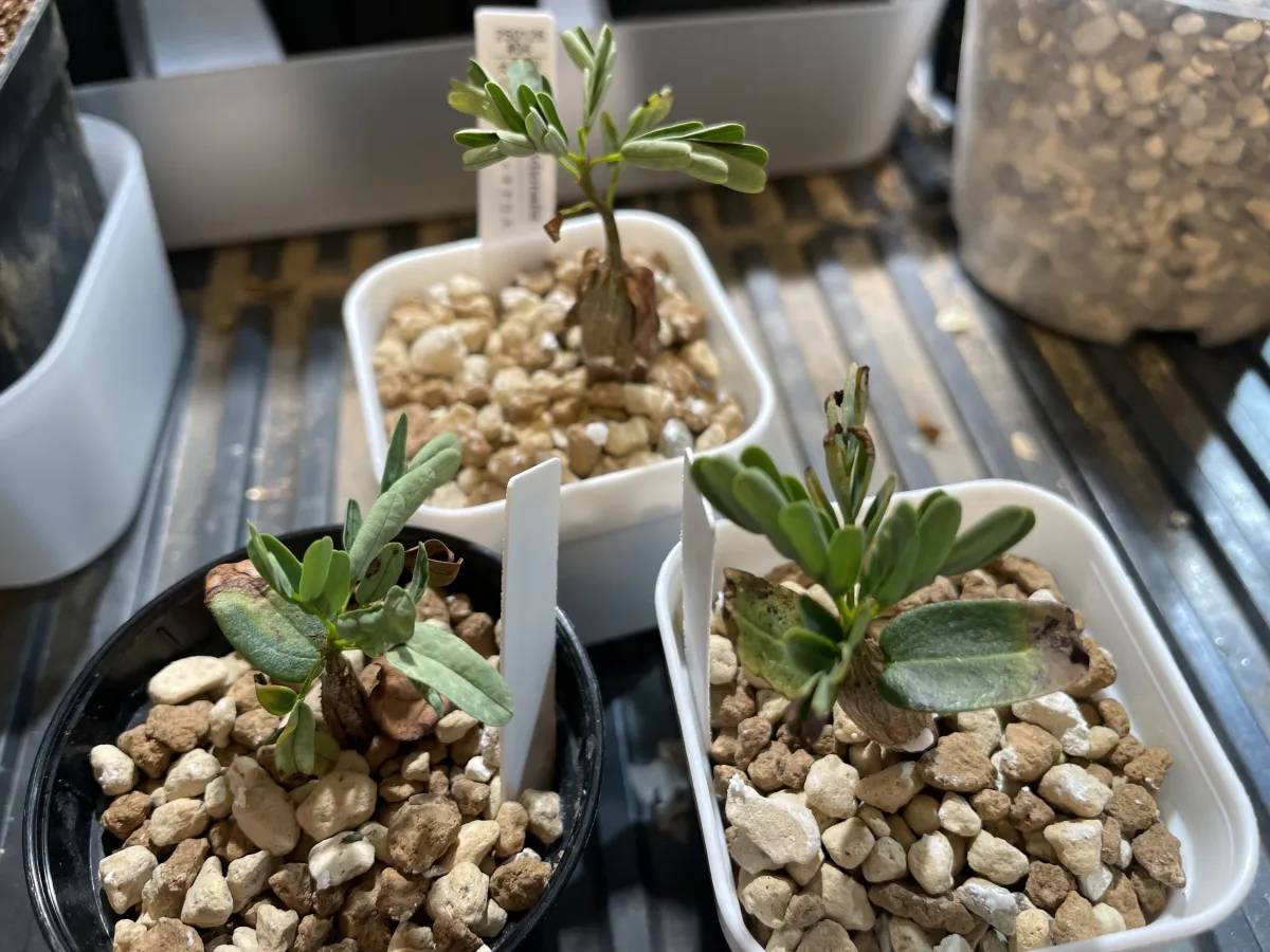 Senna meridionalis (センナ メリディオナリス)