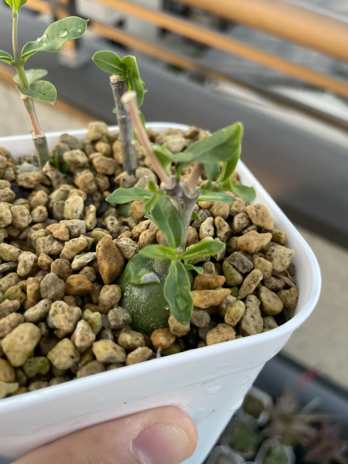 Fockea edulis (フォッケア 火星人)