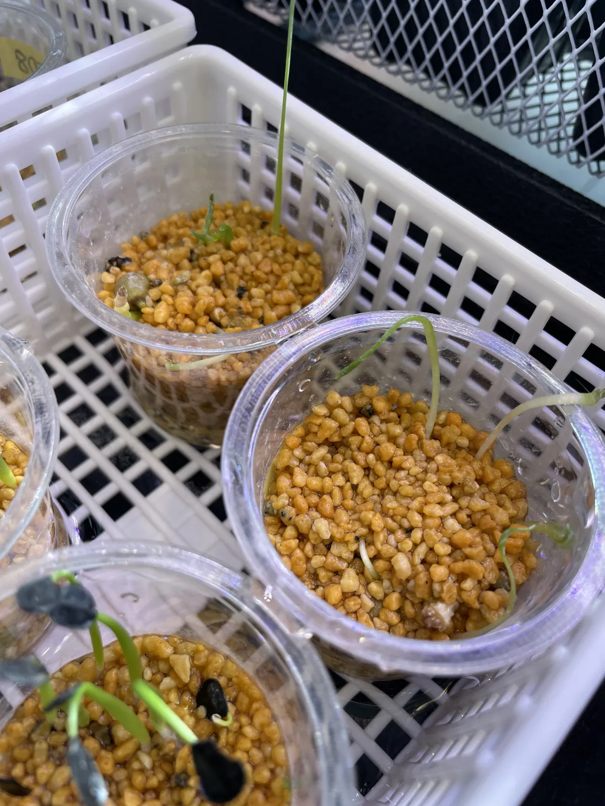 Boophone disticha (ブーファン ディスティカ)