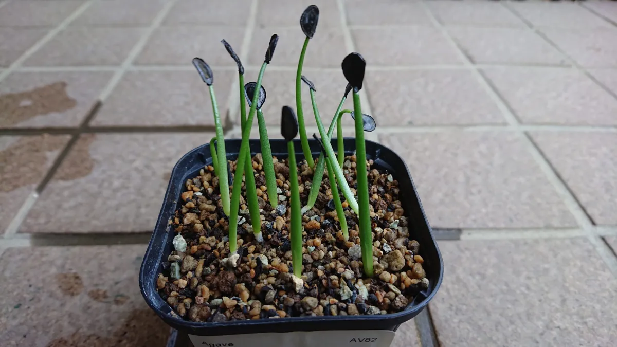 Agave salmiana var. ferox (アガベ フェロックス)