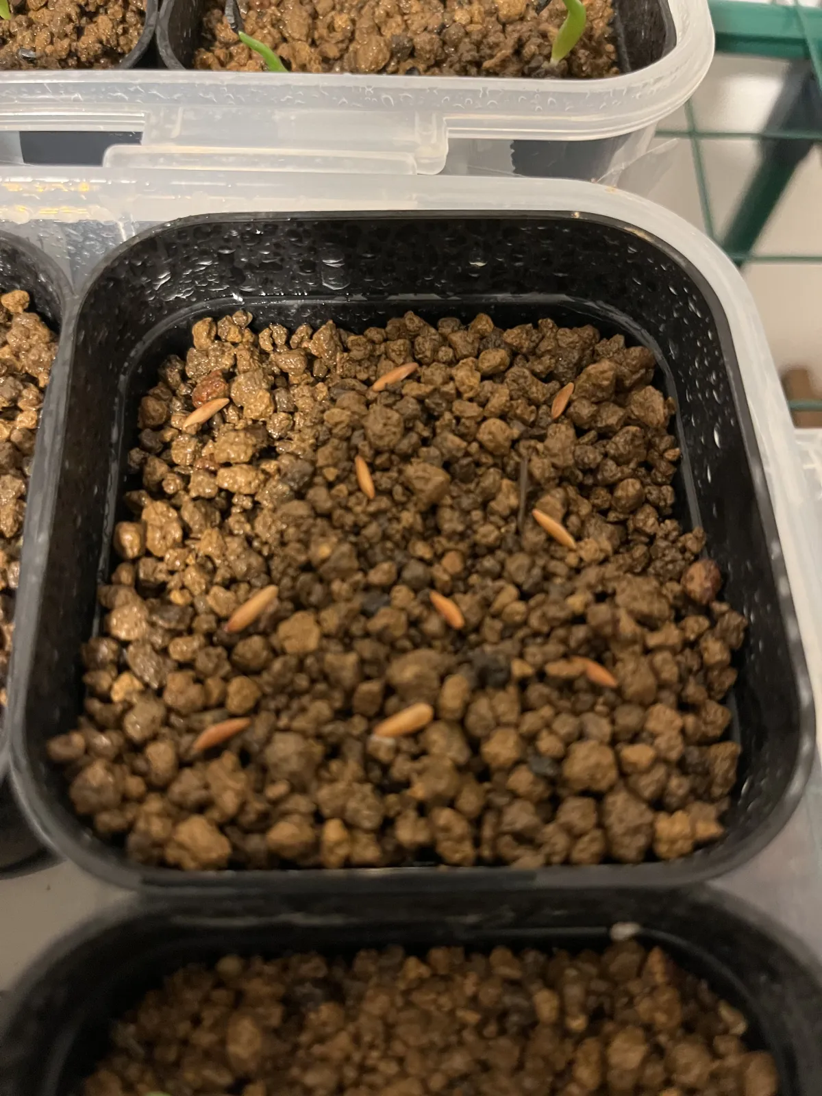 [無料種子] 発芽難 パキポディウム グラキリス　 Pachypodium rosulatum var. gracilius