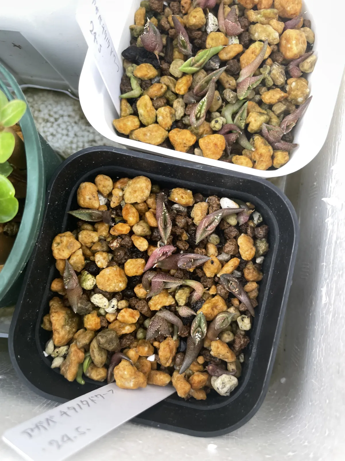 Agave oteroi (アガベ オテロイ)