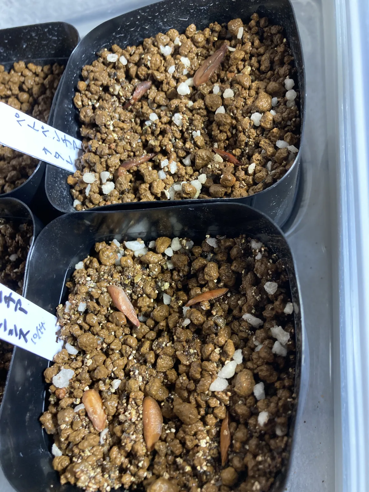 Petopentia natalensis (ペトペンチア ナタレンシス)