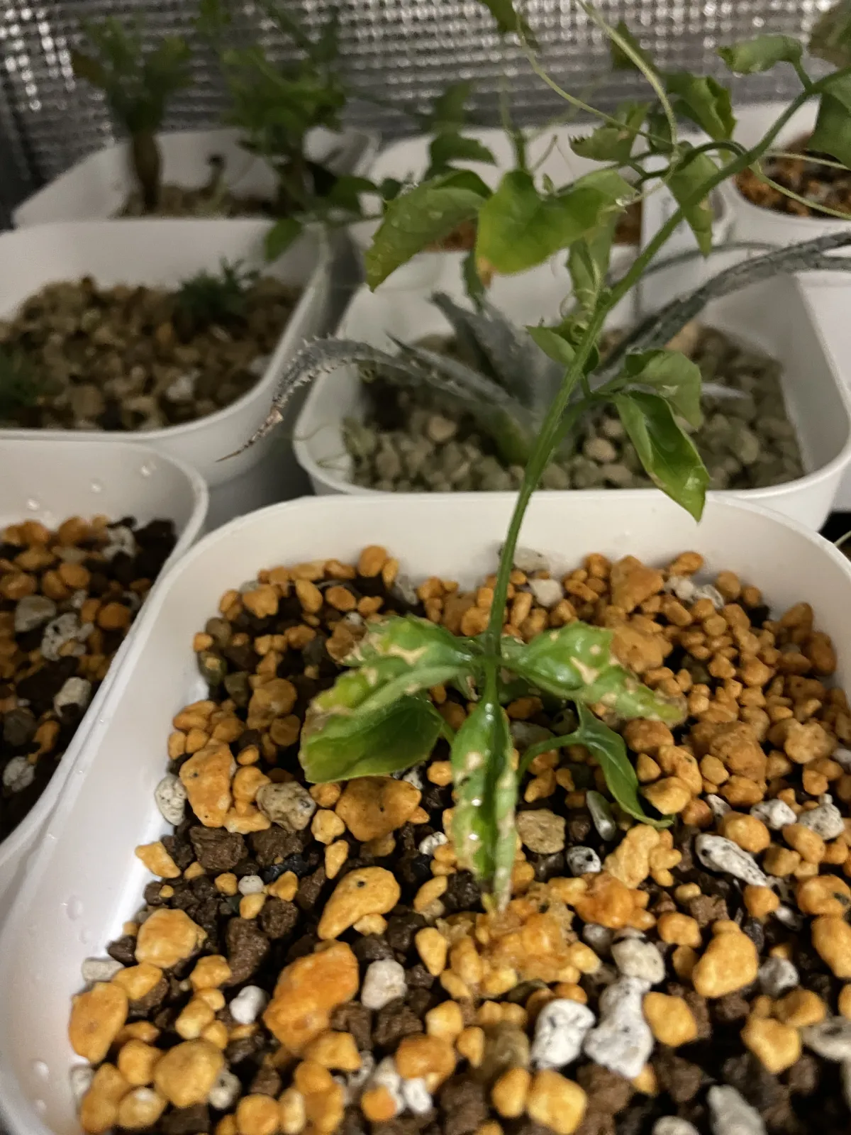 Momordica rostrata (モモルディカ ロストラータ)