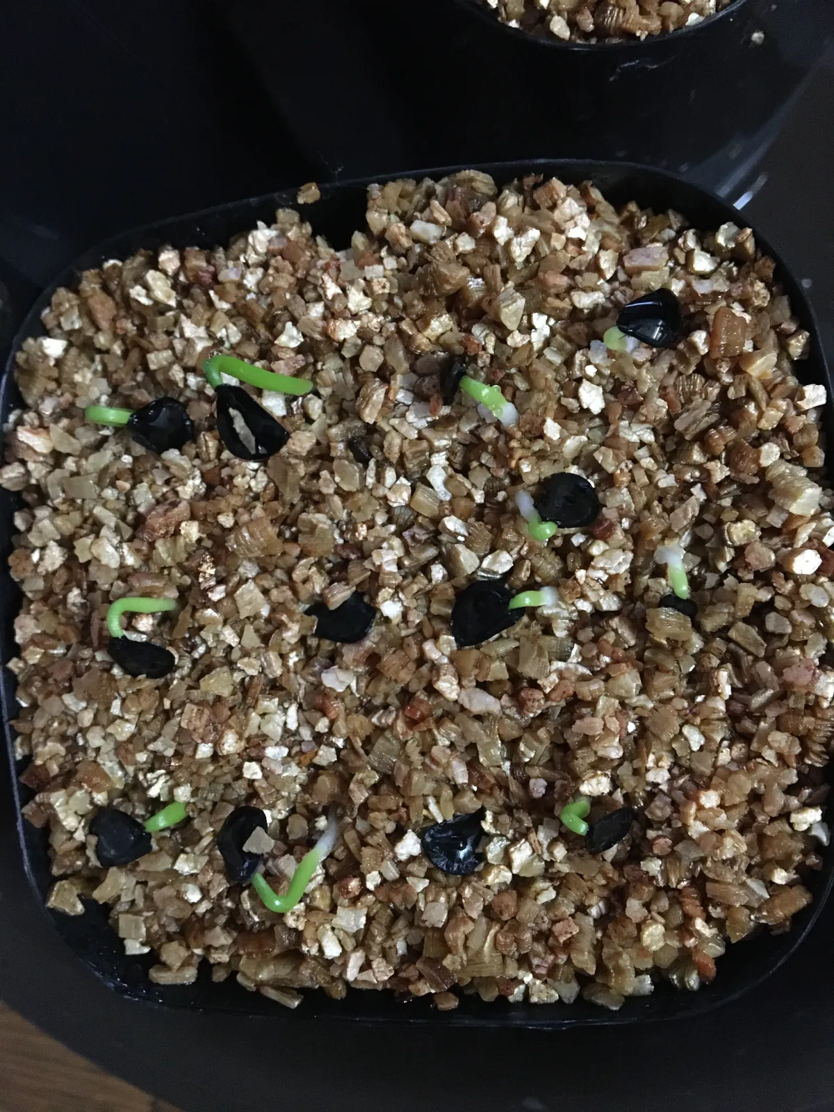 Agave montana (アガベ モンタナ)