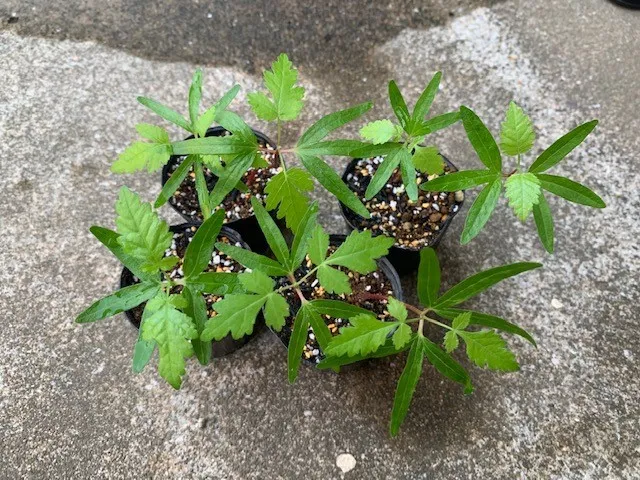 Bursera hindsiana (ブルセラ ヒンドシアナ)