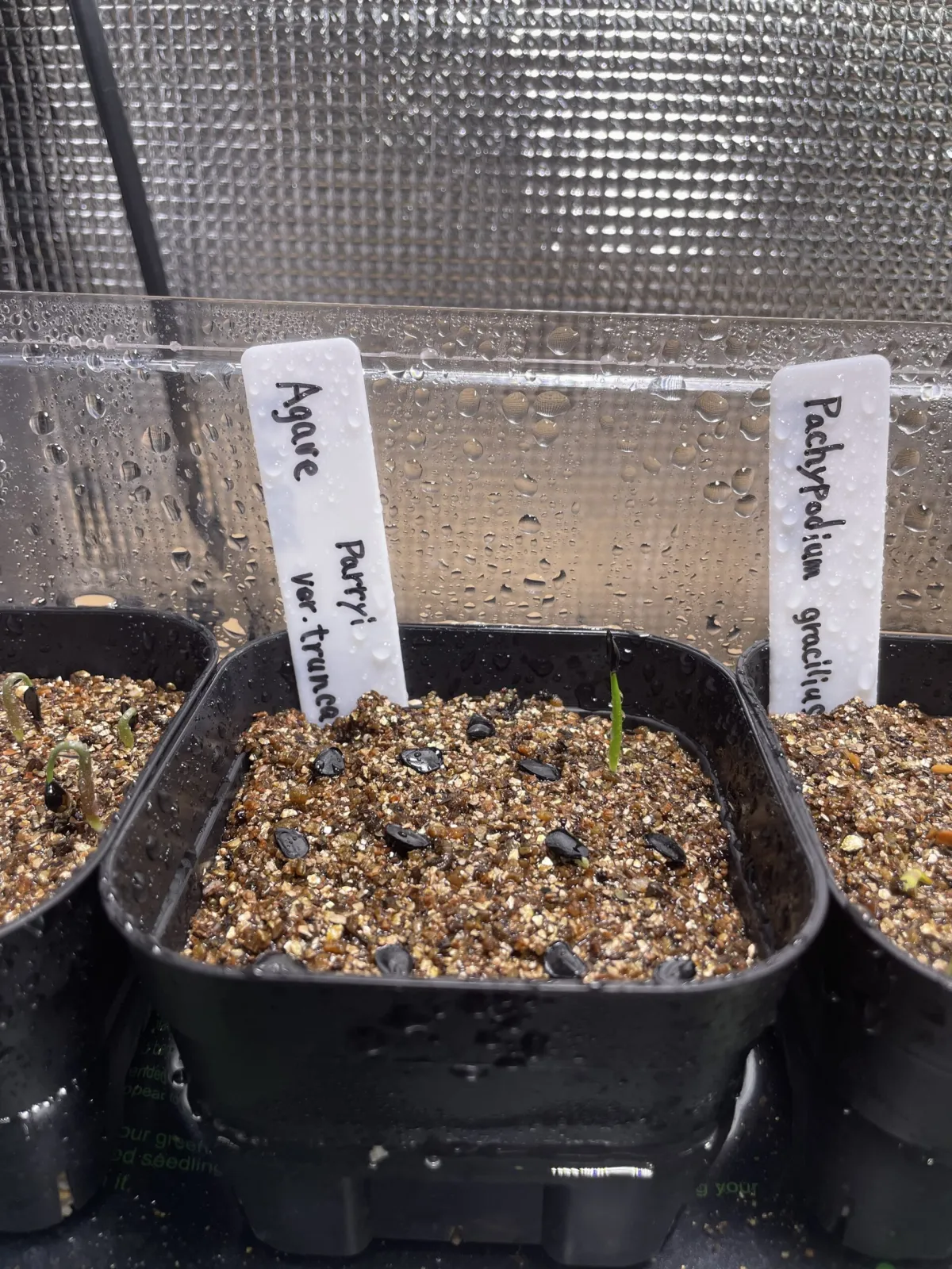 Agave parryi var. truncata (アガベ パリー トランカータ)