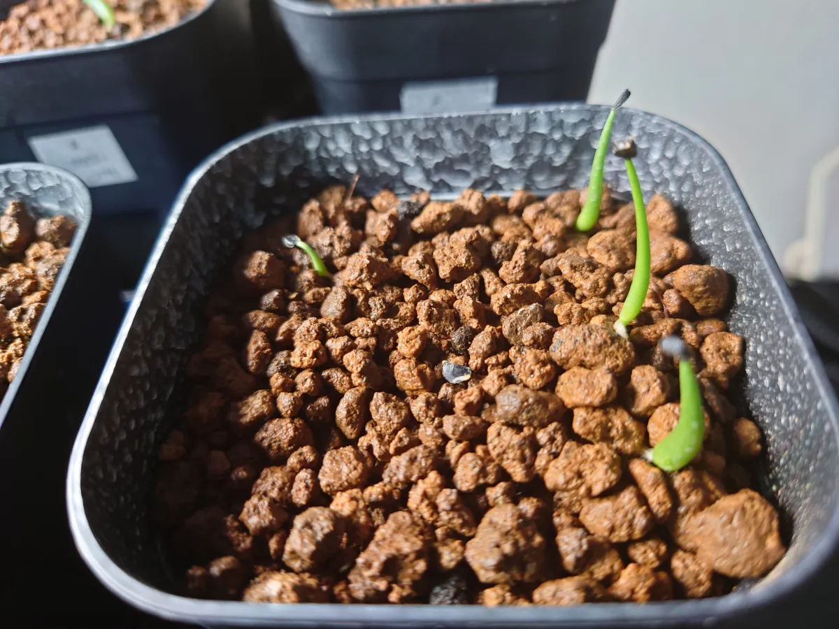 Adenium arabicum (アデニウム アラビカム イエメン)