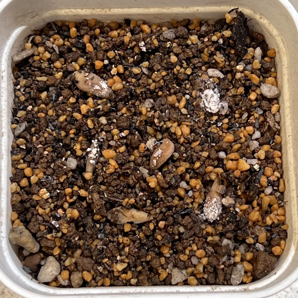 Pachypodium menabeum (パキポディウム メナベウム)