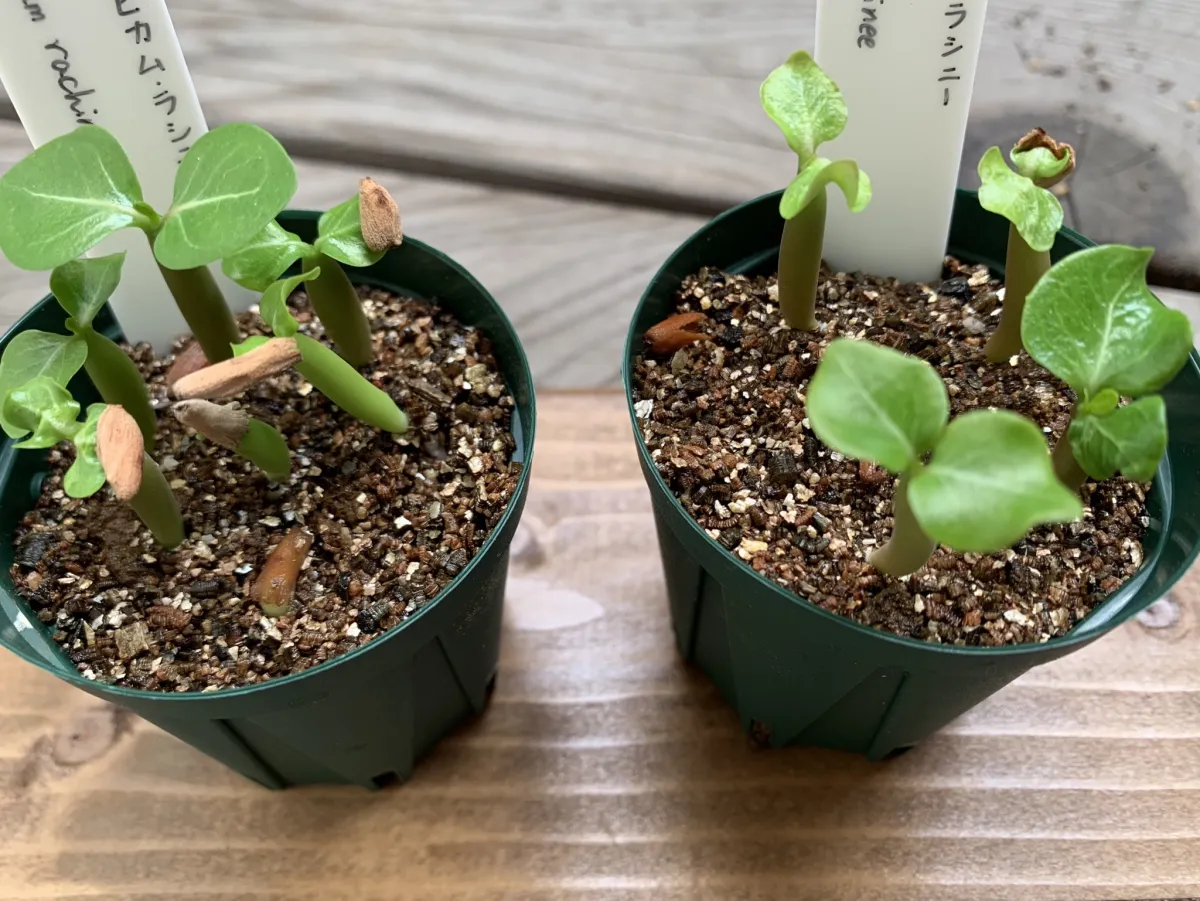 Adenium arabicum Rashiny (アデニウム アラビカム ラシニー)