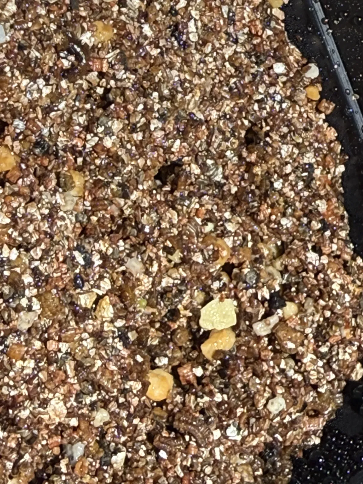 Conophytum limpidum (コノフィツム リンピーダム)