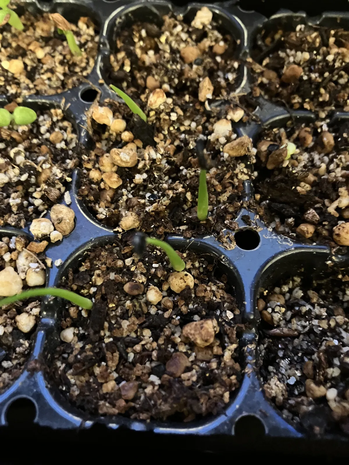 Agave utahensis var. eborispina (アガベ エボリスピナ)