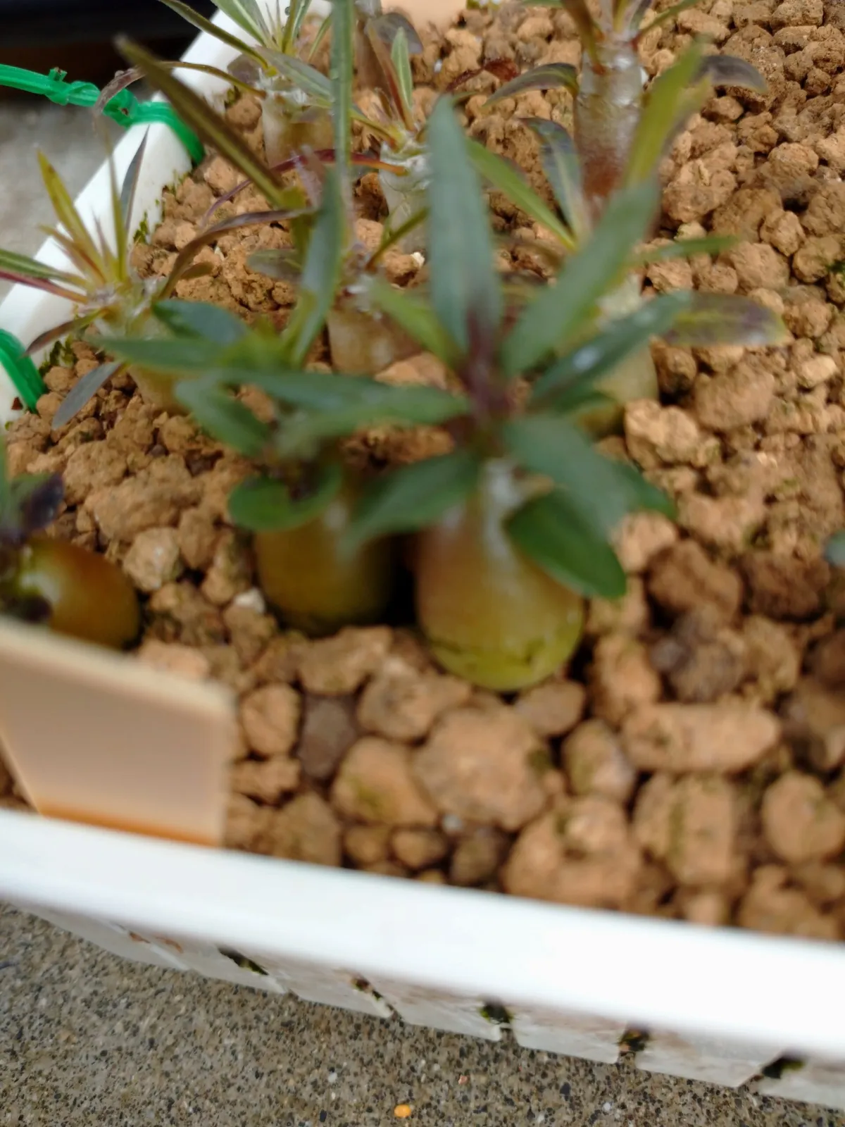 Pachypodium succulentum (パキポディウム サキュレンタム)