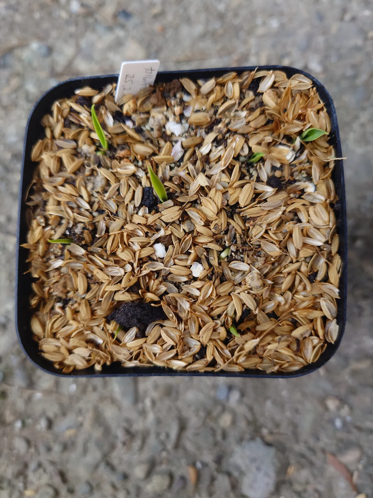 Yucca carnerosana (ユッカ カルネロサーナ)