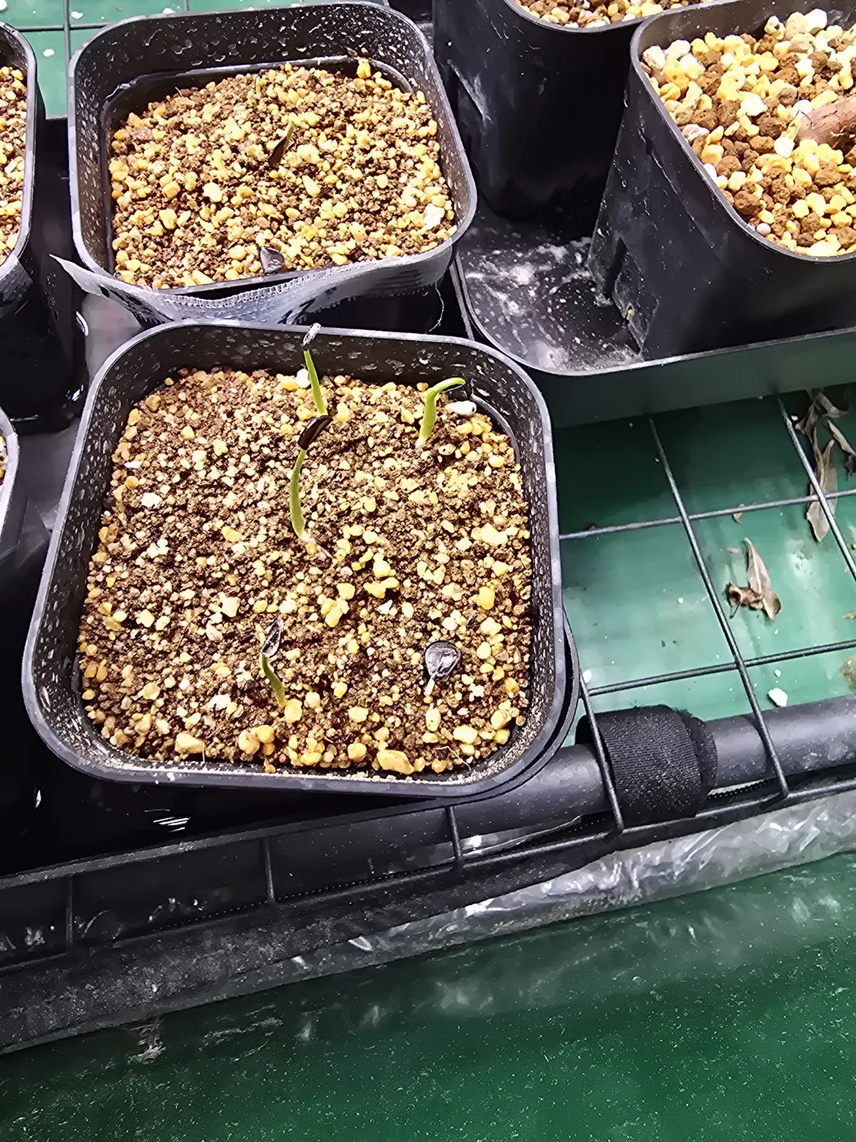 Agave potatorum Dwarf (アガベ ポタトラムドワーフ)