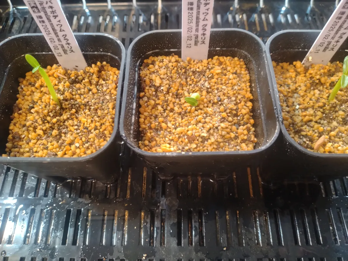 Pachypodium rosulatum var. gracilius (パキポディウム グラキリス)