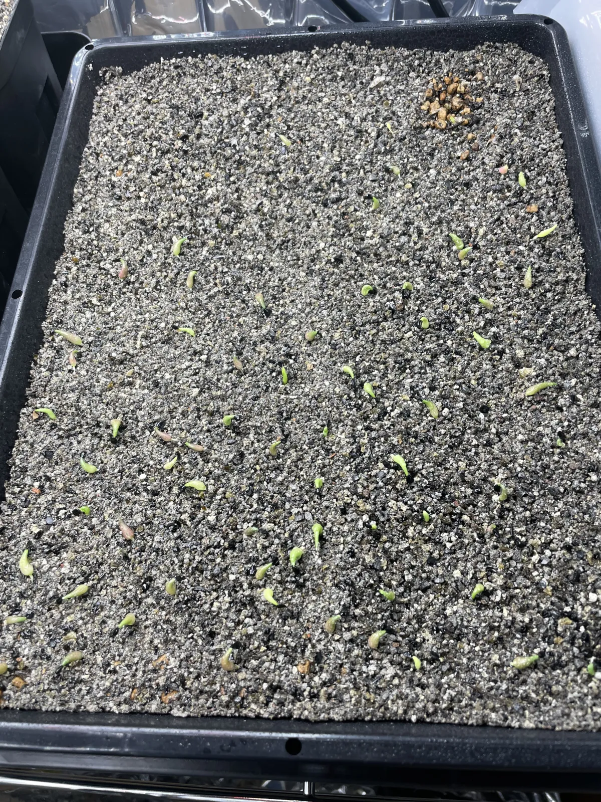 Agave oteroi (アガベ オテロイ)