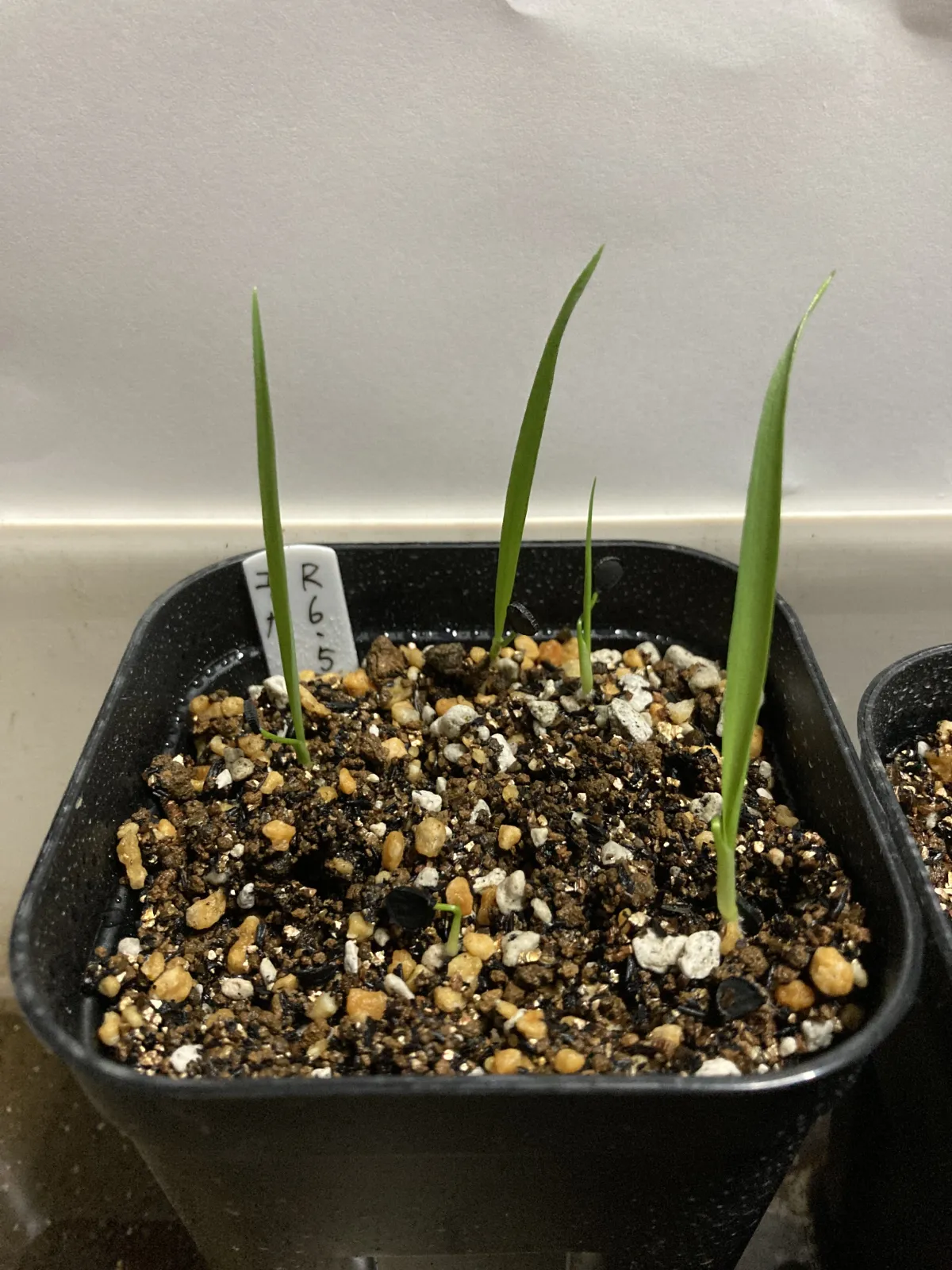 Yucca rostrata (ユッカ ロストラータ)