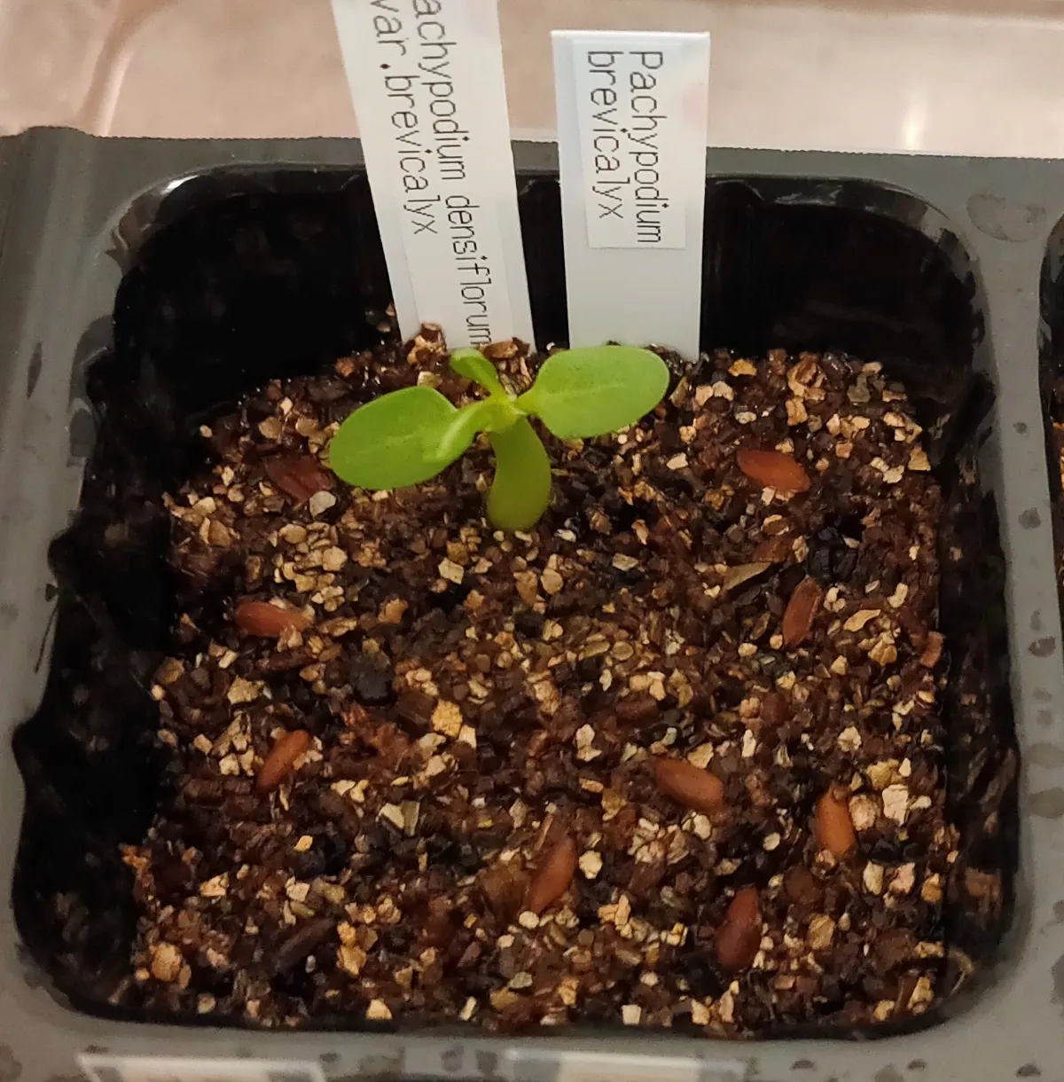 Pachypodium densiflorum var. brevicalyx (パキポディウム ブレビカリックス)