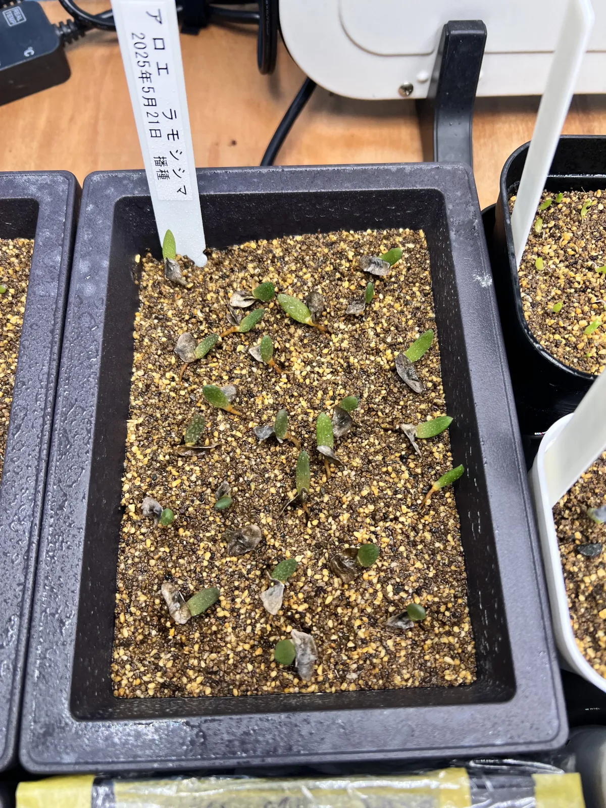 Aloe ramosissima (アロエ ラモシシマ)